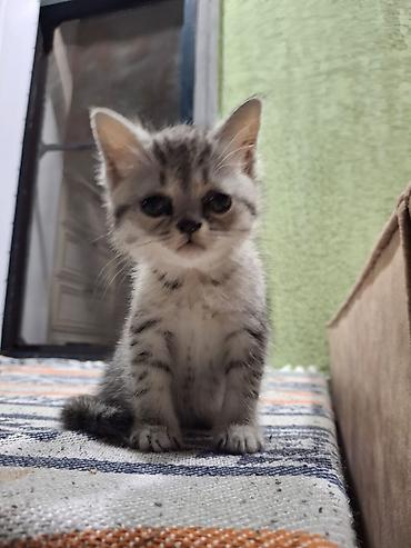 silver şinşila: Şinşilla, Dişi — 3