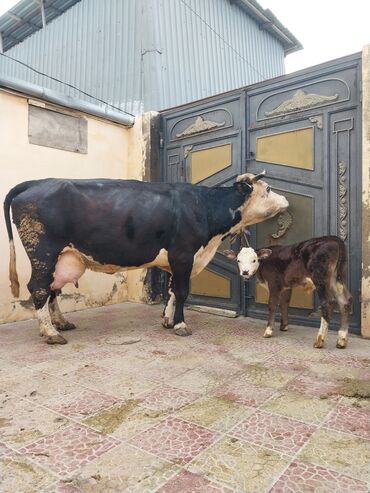 simmental ineklerin satisi: Dişi, il: 4, Südlük, Ünvandan götürmə