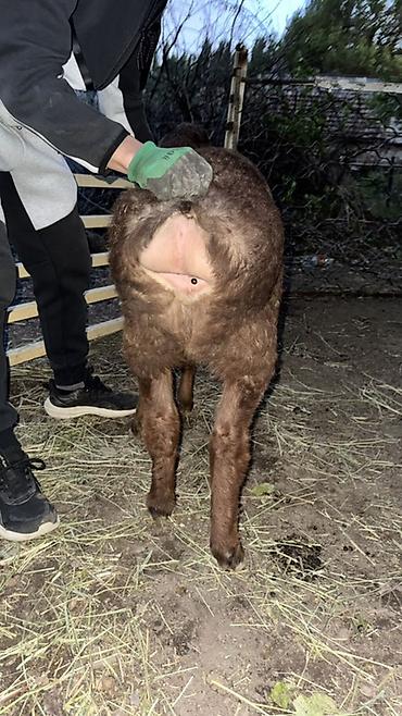 Баран, овца: Продаю | Овца (самка), Ягненок, Баран (самец) | Арашан | Для разведения — 3