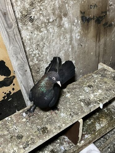 Göyərçinlər: Göyərçinlər zabratdadı hamsı uçan quşlardı isdəyən olsa gəlsin həyətdə — 3