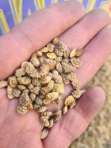 Кормовые растения: Беде урук, эспарцет урук сатылат, жугору урук кепилдиги менен дун жана — 9