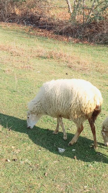 Qoyunlar, qoçlar: Dişi, il: 2, Damazlıq, Ünvandan götürmə — 2