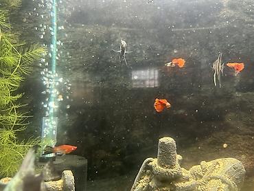 akvarum: Zavod Tetra akvarium. Tam sbor butun alsesuarla birlikdə. Bahalı — 3