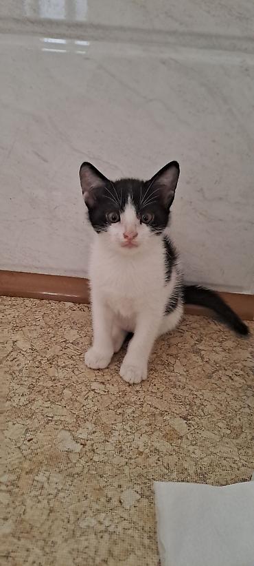 Кошки: Котята в добрые руки к лотку приучены кушают самостоятельно — 5