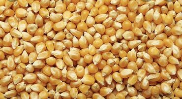 рушенная кукуруза: Продаю рушеную кукурузу !!!! Есть 15 тонн оптом !!!! Влажность 7-8
