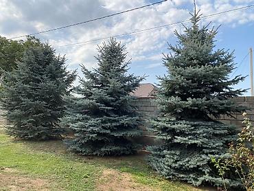 фланель ткань: Цена договорная Ель колючая голубая (Picea pungens ‘Glauca’) — 1