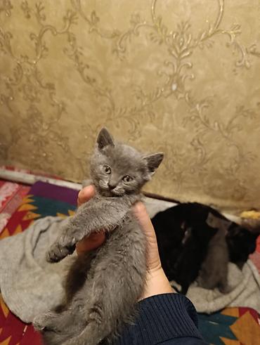 Отдам даром кошку: Отдам, в хорошие руки: беспородные: серые-мальчики: черная-девочка — 3