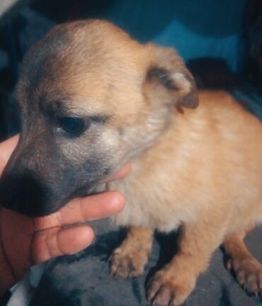 Отдам даром собаку: Собака даром: Дворняжка, 2 месяца, Самка at lalafo.kg — 3 Отдам даром собаку: Собака даром: Дворняжка, 2 месяца, Самка — 3