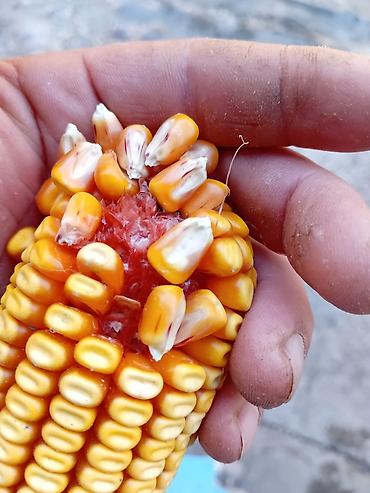 Семена и саженцы: Кукуруза в початках (кормовая/зерновая) - Высушенные зрелые початки — 1