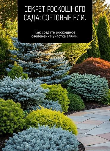 Ель: Семена голубой ели (ель колючая, Picea pungens, формы Blue/Glauca) В — 5