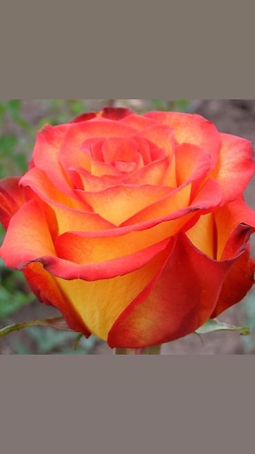 Роза: Розы!!! Розы!!! Розы!!! Саженцы роз!! Ул ташкентская 9 — 2