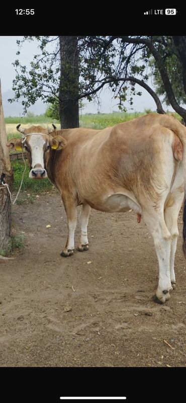 бука торпок: Продаю | Корова (самка) | Алатауская | Для молока | Стельные
