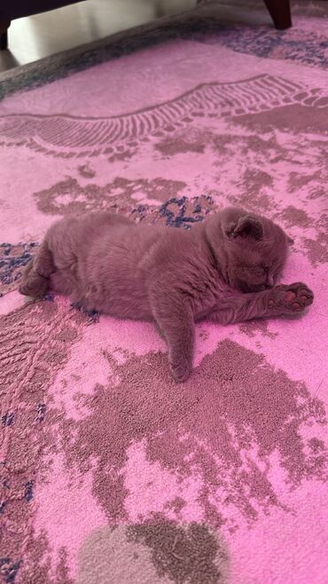 Pişiklər: Şotland yastı qulaq, Erkək, Dişi, Yaxşı əllərə, Ünvandan götürmə, Pulsuz çatdırılma, Ödənişli çatdırılma — 79