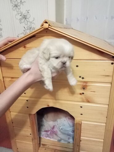 su qabi satisi: Pekines, 1 ay, Erkek, Cütləşmə üçün, Ünvandan götürmə, Pulsuz çatdırılma, Ödənişli çatdırılma