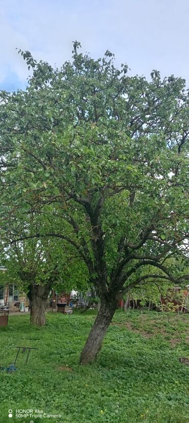 Həyət evləri və villaların satışı: 15 otaq, 300 kv. m, Kredit yoxdur, Orta təmir -da lalafo.az — 9 Həyət evləri və villaların satışı: 15 otaq, 300 kv. m, Kredit yoxdur, Orta təmir — 9