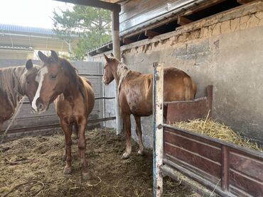 Лошади, кони: Продаю | Кобыла (самка) | Для разведения | Племенные — 4