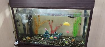 аквариумные рыбки бишкек: Продаётся аквариум 210 литров со всеми принадлежностями и 17 разными