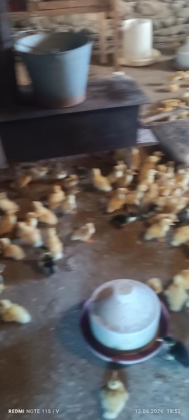 ördək balası və cücə: Məhsul: Xırdabuynuz quş balaları (ördək balaları) Təsvir: - — 1