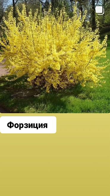 комоды бишкек: Многолетние кустарники,цветы для сада. Бишкек — 3