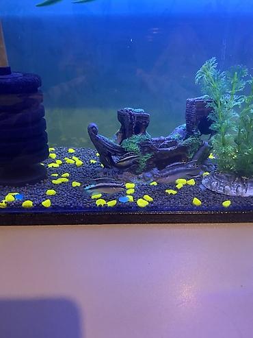 Akvariumlar: 3 ədəd papuqay balığı satılır biri böyük ikisi baladır vhatsaap ilə — 7