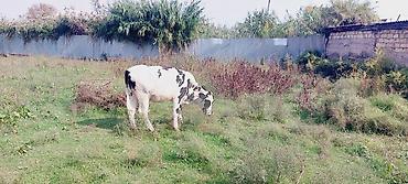 cücə və xoruz təmsil: Dana, buzov, Erkək, Holsteyn, ay: 1, 75 kq, Damazlıq, Ünvandan götürmə — 3