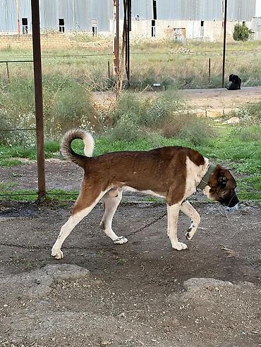 cane corso tap az: Qurdbasar, 2 il, Erkək, Peyvəndli, Rayonlara çatdırılma — 4