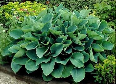 Другие садовые цветы и кустарники: Клематисы, 800сом Хосты, голубые крупномеры "Элеганс" и "Биг Дадди" — 15