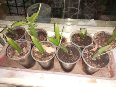 Комнатные растения: Укорененные черенки кактуса "Красный дракон" - 200 сом за один
