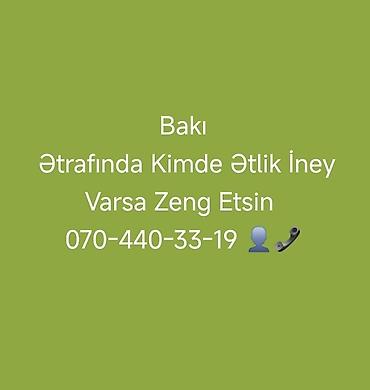 Bakı ətrafında ətlik inək axtarışı. - Məqsəd: kəsim üçün ətlik inək lalafo.az -da Bakı ətrafında ətlik inək axtarışı. - Məqsəd: kəsim üçün ətlik inək