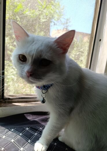 котика: Я буду очень рада, если кто-то захочет взять моего кота. он белого