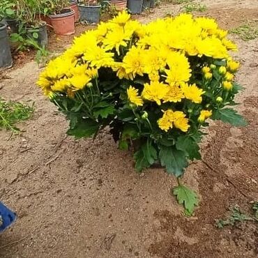 Otaq bitkiləri: Xrizantema payızgüllərinin topdan və pərakəndə satışı. Qiymətlər — 14