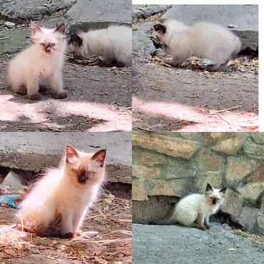 котята серые: Очень красивые пушистые Котята ищут дом, 3 месяца, едят всё