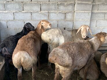 объявления о собаках sobaka: Продаю | Овца (самка) | Для разведения | Матка