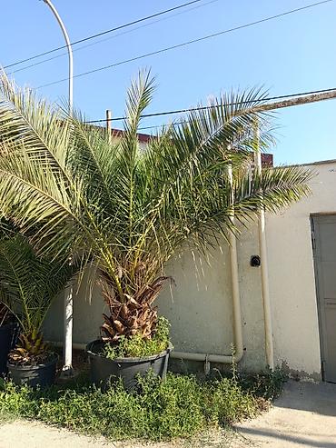 palm angels: Xurma/palma ağacı – böyük ölçülü, qara plastik vannada - Növ — 2