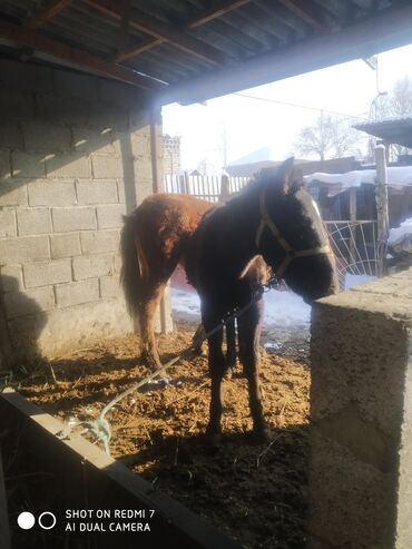 Лошади, кони: Продаю | Жеребенок | Рабочий — 19