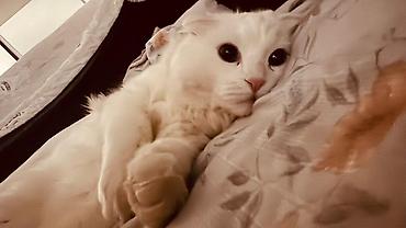 кошка белый: Продажа кошек — 2