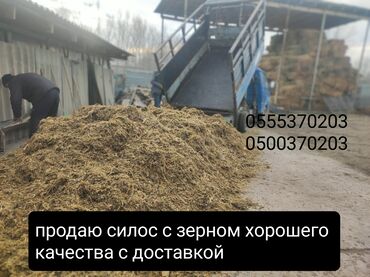 продаю тюк: Продаю силос с 🌽 зерном хорошего качества только с доставкой по 6 сом