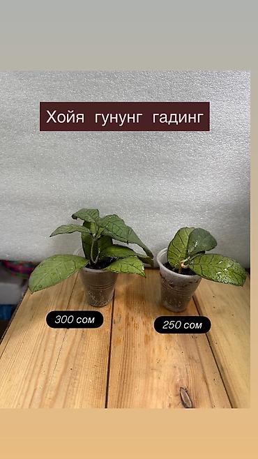 Хойи: Хойя Сильвер доллар от 200 сом Хойя доллар сплеш клон 2 -взрослое — 34