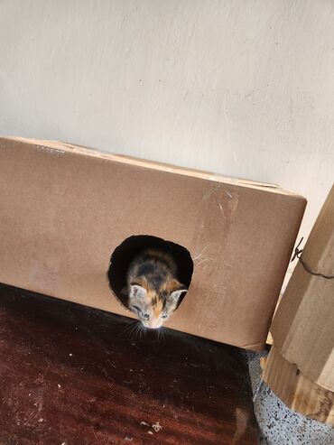 Pişiklər: Dişi — 9