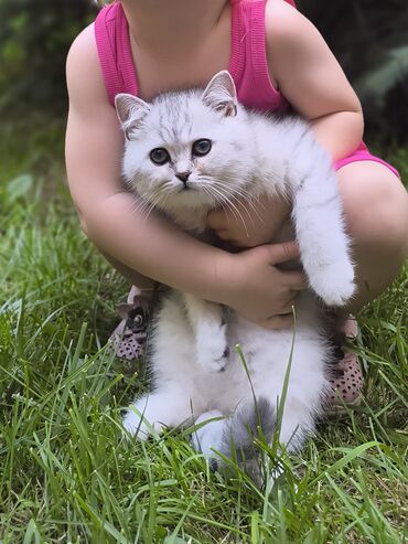 восточная ориентальная кошка: Скотиш Страйт (Шотландская прямоухая), 1 месяц, Девочка, Серебристая шиншилла, С документами