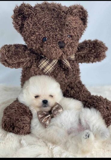 Psi: Oduševićemo vaša srca predivnim Pomerancima iz našeg pažljivo — 3