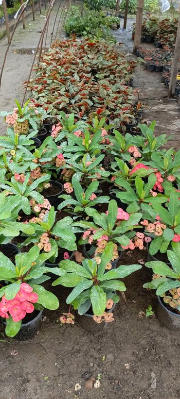 Otaq bitkiləri: Satışda dekorativ saksı bitkiləri – bağ və interyer üçün. - Euphorbia — 5