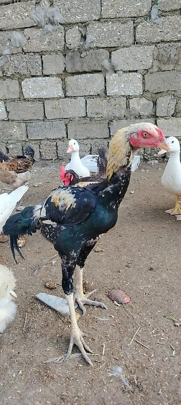 danisan qus: Bu ilin cavan quşları satılır. Hamısı cavandır və sağlamdır. Qazlar — — 2