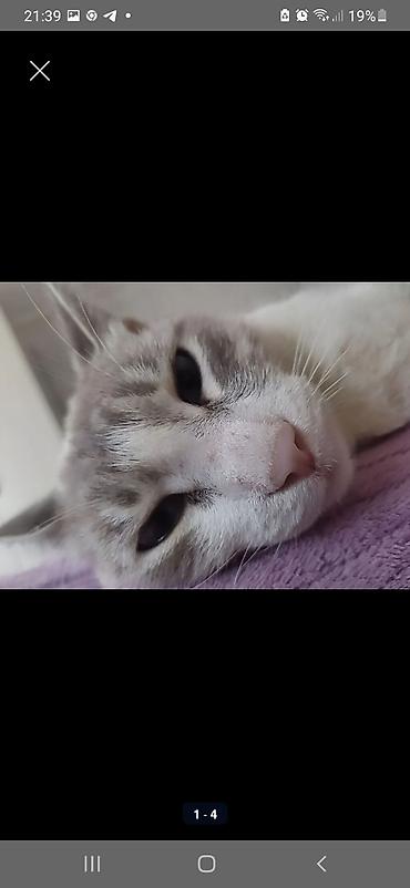 кошка породистые: Русская голубая, 3 года, Мальчик, Кастрирована — 1