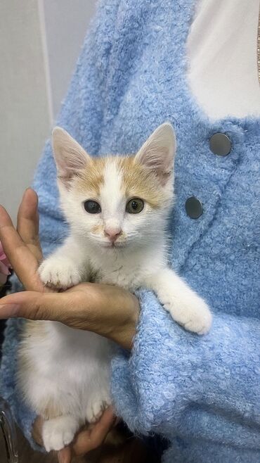 мраморный вислоухий кот: Беспородная, 3 месяца, Мальчик, Биколор