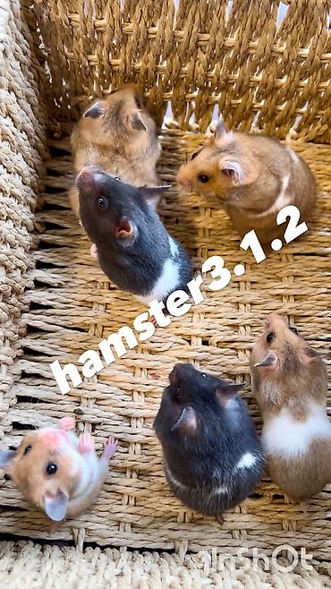 Хомяки: Продаются хомячки ручные. В нашем питомнике вы можете приобрести — 2
