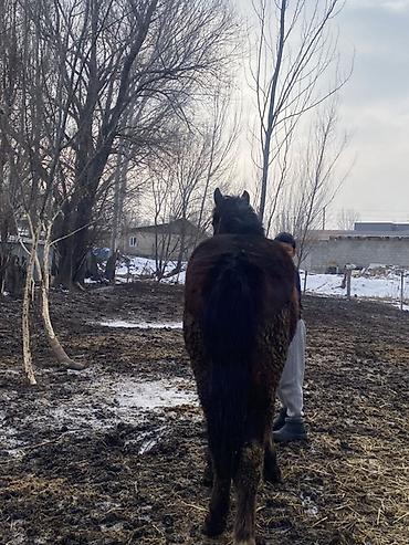 Лошади, кони: Продаю | Жеребенок | Полукровка | Рабочий — 10