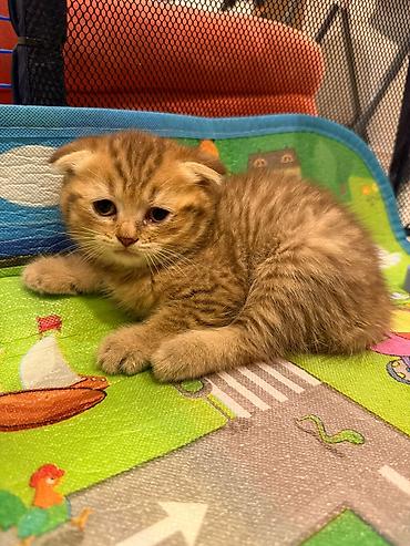 Животные: Scottish Fold balası – qızıl rəngli tabby - Cins: Scottish Fold — 4