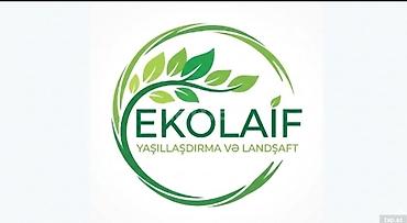 ağac şəkilləri: Bağınızın və ya həyətyanı sahənizin arzularınızdakı kimi yaşıl — 1