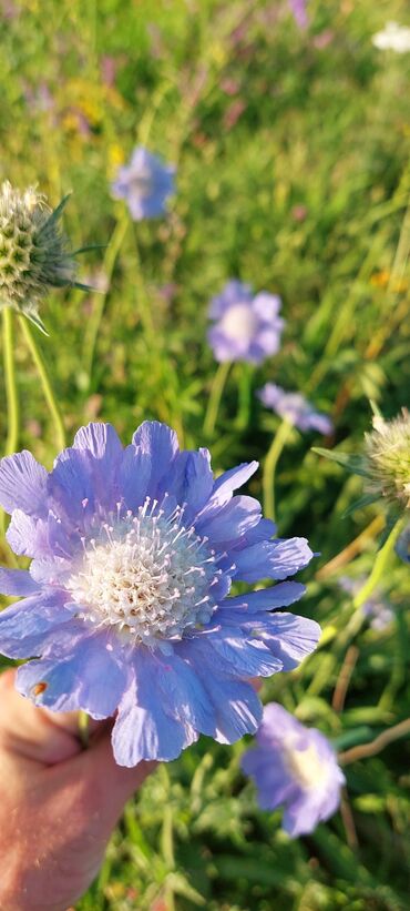 Bal: Müalicəvi Göyçay qaratikan balı 100% tam təbii baldır. Süzülmə bal — 19